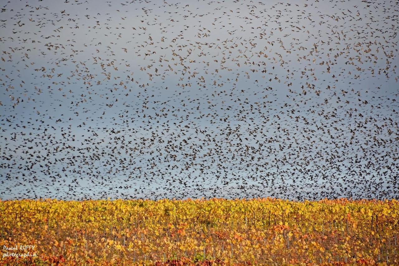 L'Aire Des Oiseaux Villa Muno Eksteriør billede